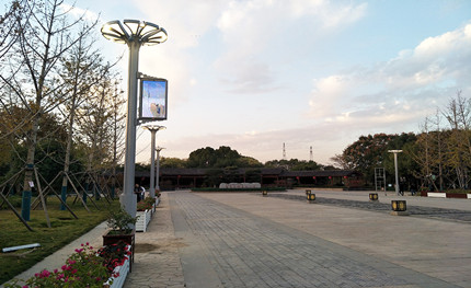 在這綠樹成蔭的公園里，我是一棵特別的“樹”